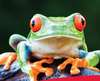 Транслируем новую маркетинговую акцию AMD - 