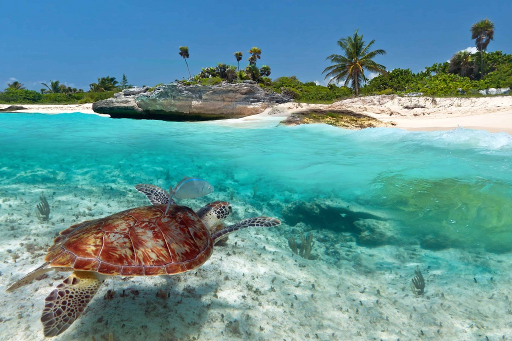 Best-Places-To-Snorkel-In-The-Caribbean.jpg